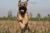 BOUVIER DES ARDENNES 188